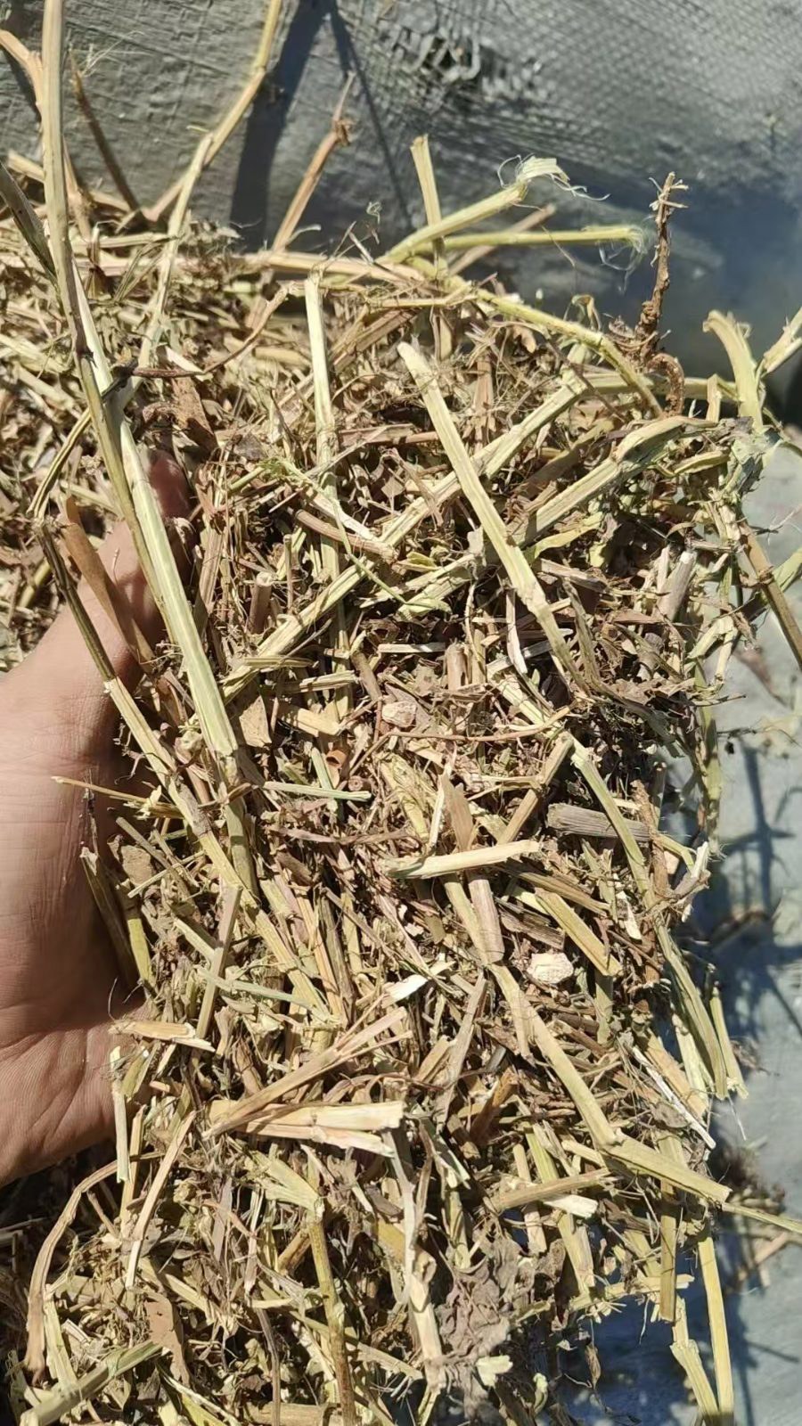 优质花生秧草料牛羊饲草供应 - 图片 1
