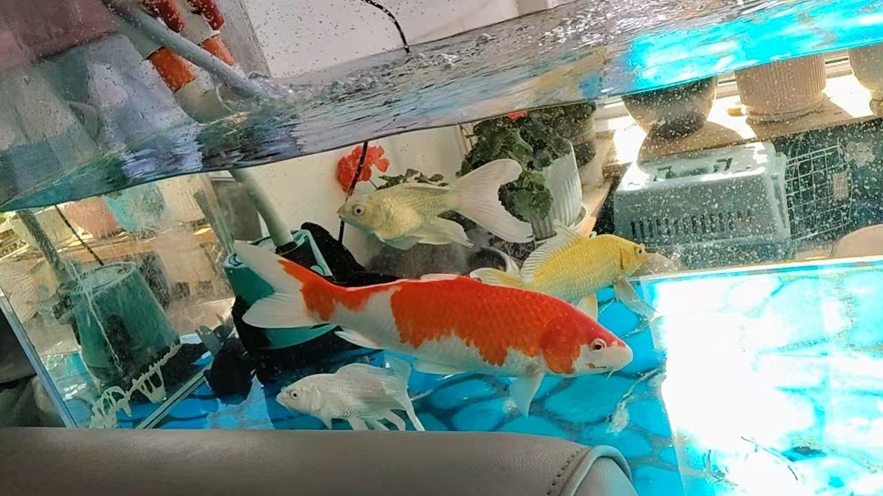 锡市出售观赏鱼及鱼缸设备400元 - 图片 1